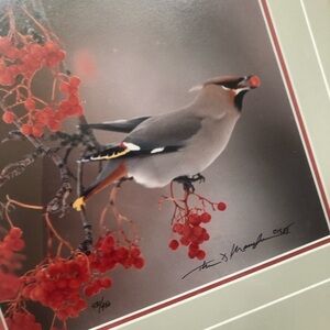Thomas Mangelsen framed print Waxwings feeding on berries